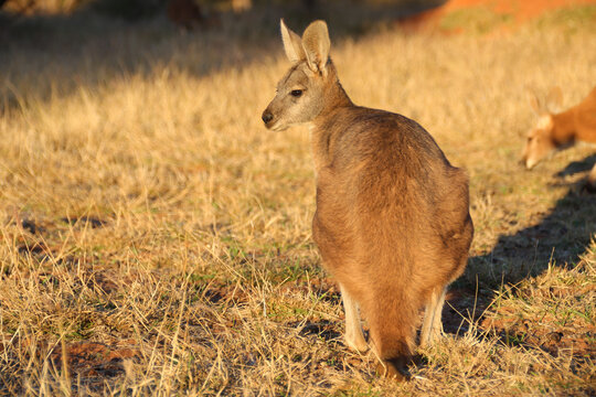 kangaroo in the desert around alice springs in australia