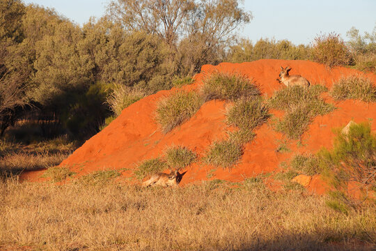 kangaroo in the desert around alice springs in australia