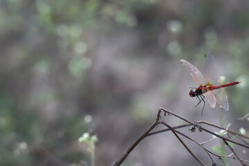 Vibrant Dragonfly Hovering in Nature