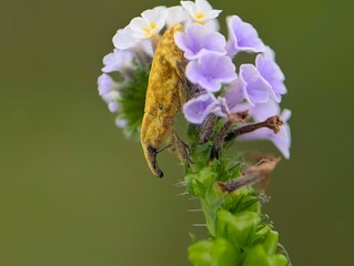 weevil and flower 