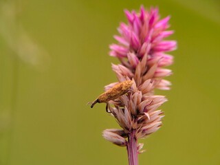weevil and flower 