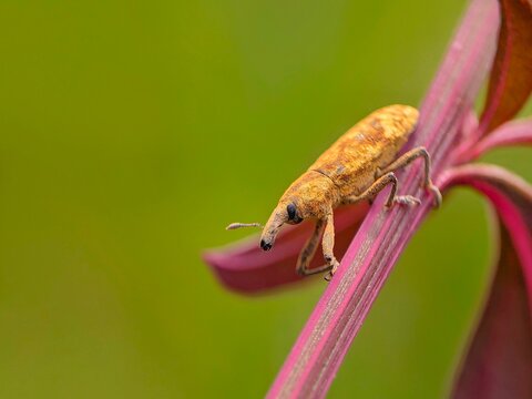 weevil and flower  - Powered by Adobe