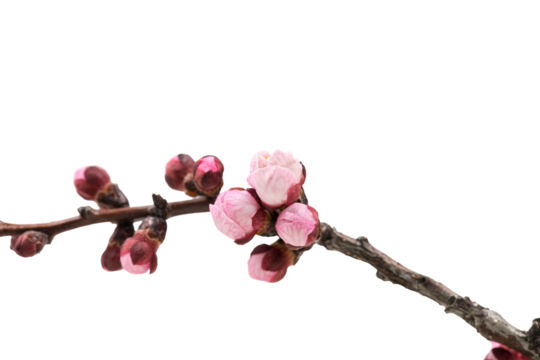Peach blossom branch with pink flower buds isolated on white