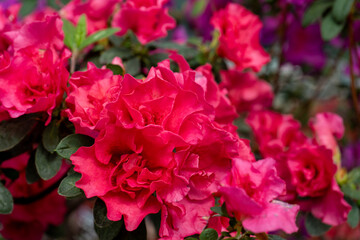 Azalea red bud flower. Rhododendron plant in garden. Floral background.