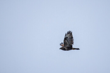 A common buzzard in flight against a cloudy blue sky on an autumn day.