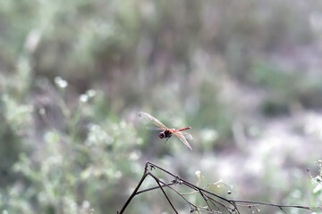 Scarlet Dragonfly in Mid-Flight