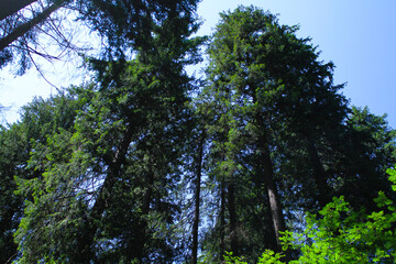 Fototapeta premium Trees in the Mountains