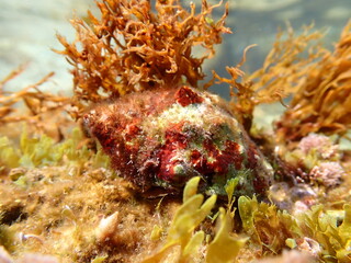 Southern oyster drill or Redmouthed rocksnail (Stramonita haemastoma) undersea, Ligurian Sea, Italy, Imperia