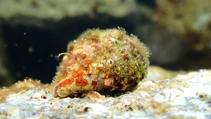 Southern oyster drill or Redmouthed rocksnail (Stramonita haemastoma) undersea, Ligurian Sea, Italy, Imperia