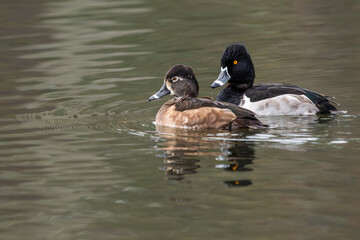 A pair of ring-necked ducks floating on a pond