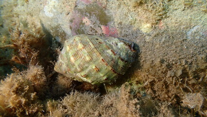 Southern oyster drill or Redmouthed rocksnail (Stramonita haemastoma) undersea, Ligurian Sea, Italy, Imperia