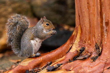 A squirrel eating a nut while sitting next to a crepe myrtle tree 