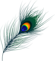 Obraz premium peacock feather isolated on white