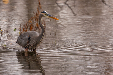 A great blue heron hunting for food in a pond