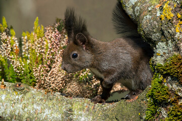 Eurasische Eichhörnchen (Sciurus vulgaris) Jungtier