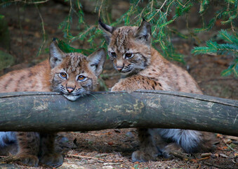 Eurasische Luchs oder Nordluchs (Lynx lynx) zwei Jungtiere am Baumstamm