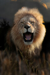 Löwe (Panthera leo) Kopf, Portrait von vorne, brüllt © Aggi Schmid