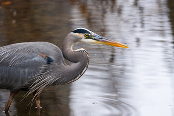 A great blue heron hunting for food in a pond