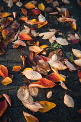 fallen autumn leaves