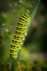 Macro close up of swallowtail butterfly caterpillar on delicate dill flowers with shallow depth of field, showing vivid detail and texture, perfect for nature, biology or gardening themes