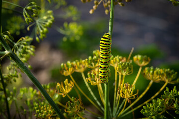 Macro close up of swallowtail butterfly caterpillar on delicate dill flowers with shallow depth of field, showing vivid detail and texture, perfect for nature, biology or gardening themes