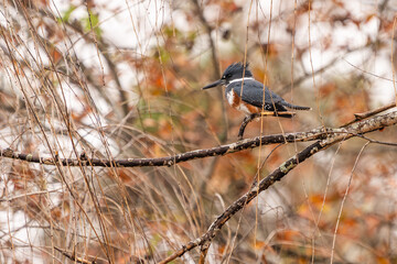 A pied-kingfisher perched in a tree