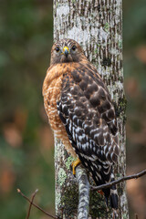 A red-shouldered hawk perched in a tree