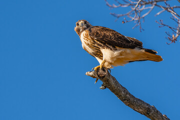 A red-tailed hawk perched on the top of a dead tree branch