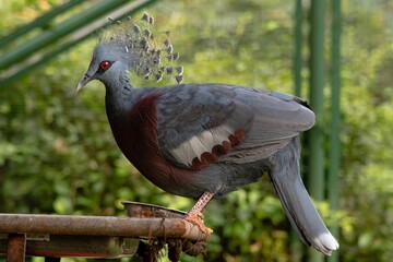 Red billed pigeon