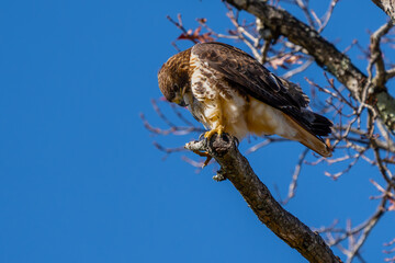 A red-tailed hawk perched on the top of a dead tree branch