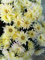bouquet of chrysanthemums