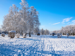 Winter landscape - trees covered  with snow under a blue sky