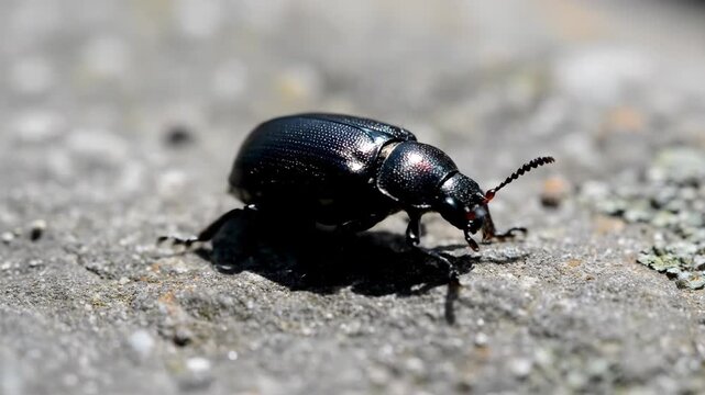 A close-up shot of a glossy black beetle crawling on rough, textured grey stone with intricate details