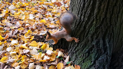 A red squirrel explores the autumn park searching for food under fallen leaves. Ideal for animal behavior and nature.