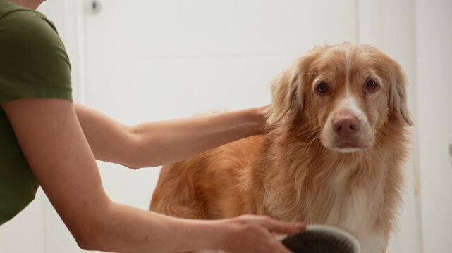 The dog is gently groomed with a slicker brush, standing in a white room.