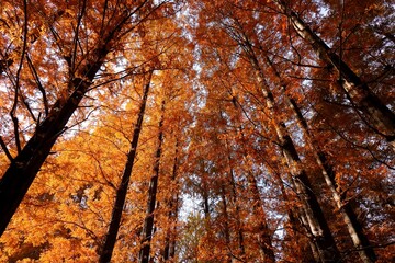 メタセコイヤの森を見上げる