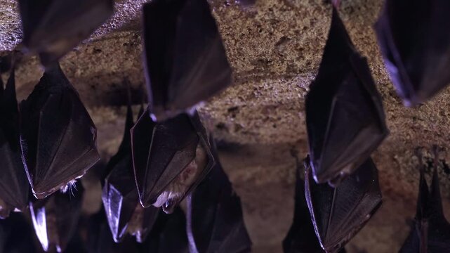 Close up group of small sleeping horseshoe bat covered by wings, hanging upside down on top of cold natural rock cave while hibernating. Wildlife photography. Creatively illuminated blurry background.