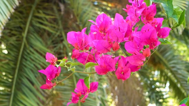 Close-up of vibrant pink Bougainvillea flowers in park setting. video highlights delicate petals, bright colors, natural beauty. Ideal for botanical, garden, lifestyle, nature, floral design projects