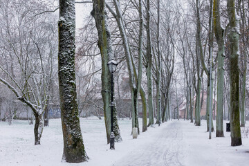 Snow-covered park alley with tall bare trees and lamp posts during snowfall. Winter city scene with tire tracks on the road.