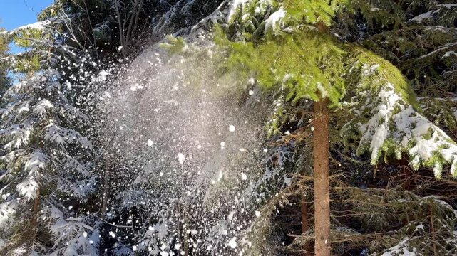 Snow falling from a Christmas tree after being shaken with a ski pole