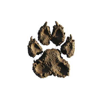 Large animal paw print made of wet mud on a transparent background, PNG image, PNG file
