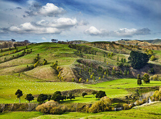 Beautiful New Zealand landscape with green hills and sheep flocks