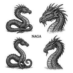 Naga serpentine dragon in detailed vintage engraved poses, Transparent Background