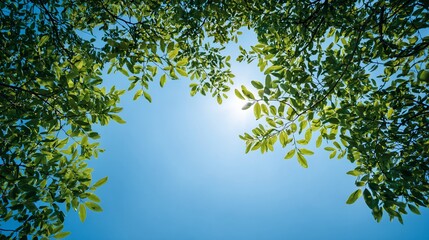 Lush green leaves frame bright sunlit sky