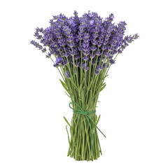 Fototapeta premium Fresh cut lavender flower bouquet with purple blossoms and green stems tied with string, on a transparent background PNG image