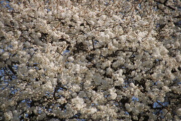 Bäume in weisser Bäüe