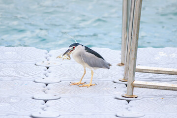 Black-crowned Night Heron with Fresh Catch on Dock