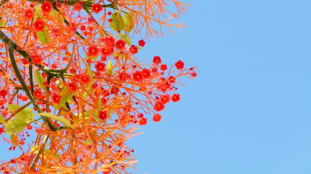 Vivid branches of Brachychiton acerifolius, also known as flame tree, set against clear blue sky. Perfect for nature, botanical, seasonal, educational projects