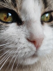 portrait of a cat