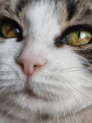 portrait of a cat